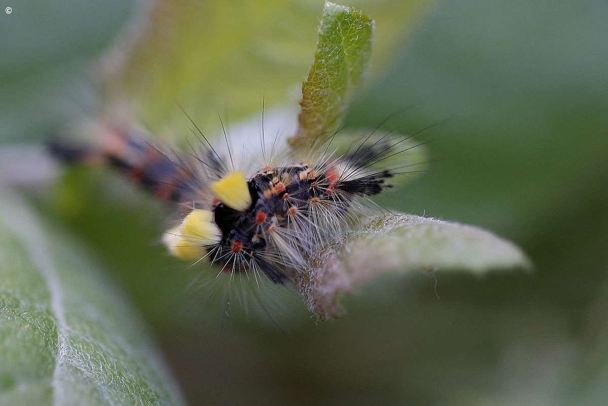 orgyia antiqua caterpillar...