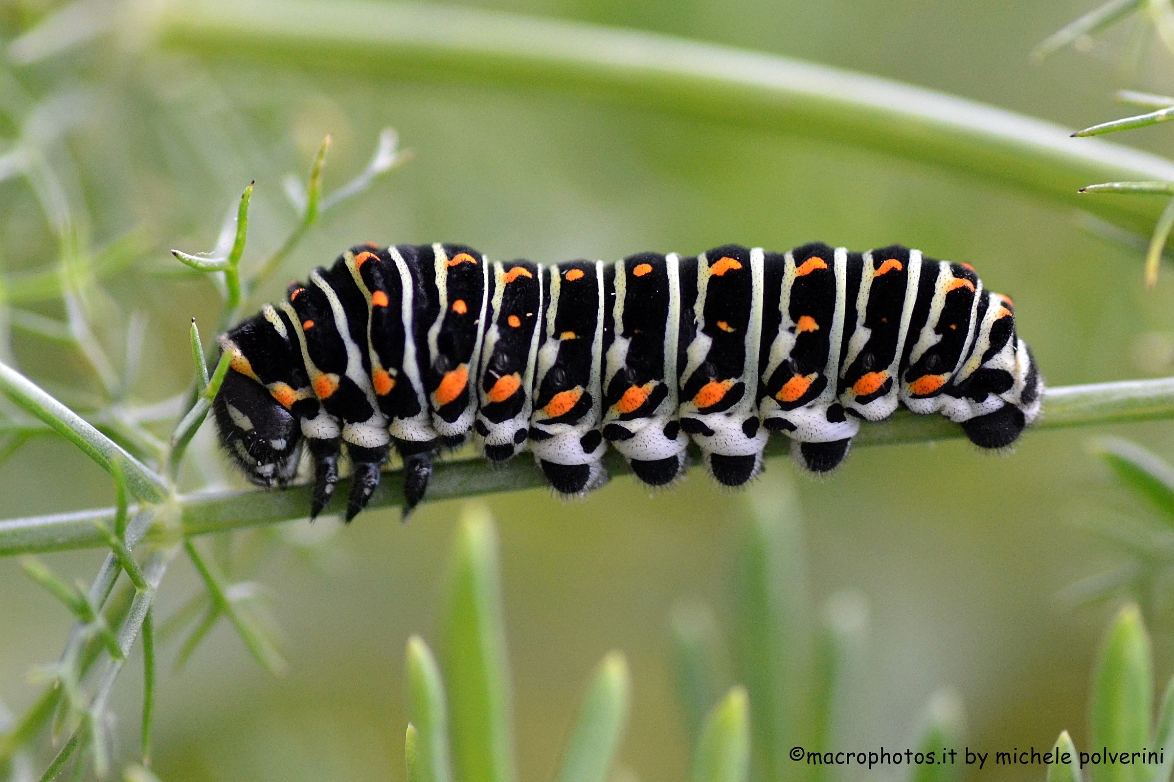 Papilio Machaon...