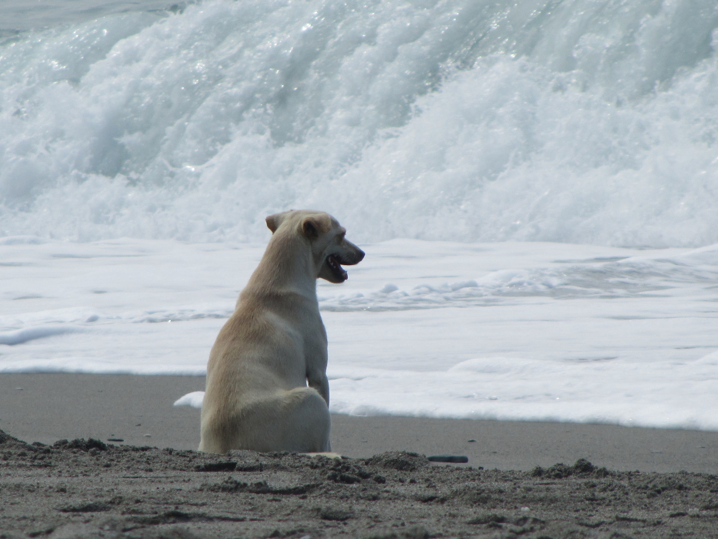 romantic dog...