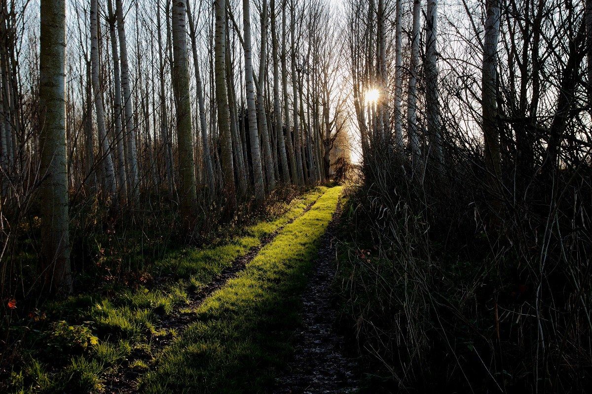 La luce sul sentiero...