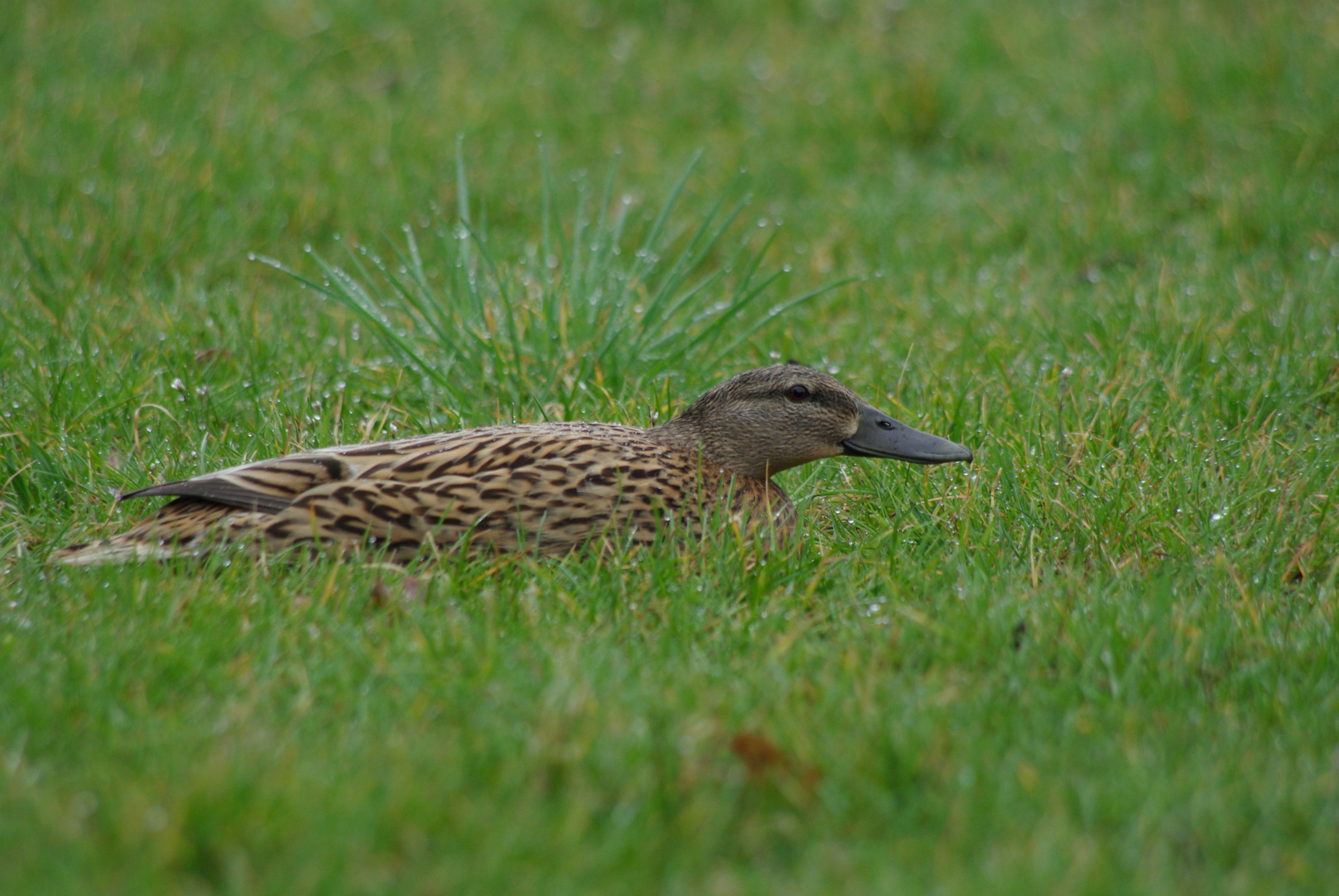 in the grass...