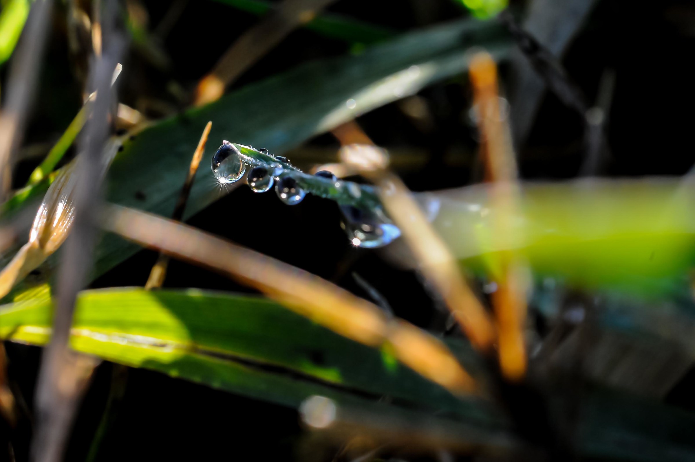 Pearls in the sun...