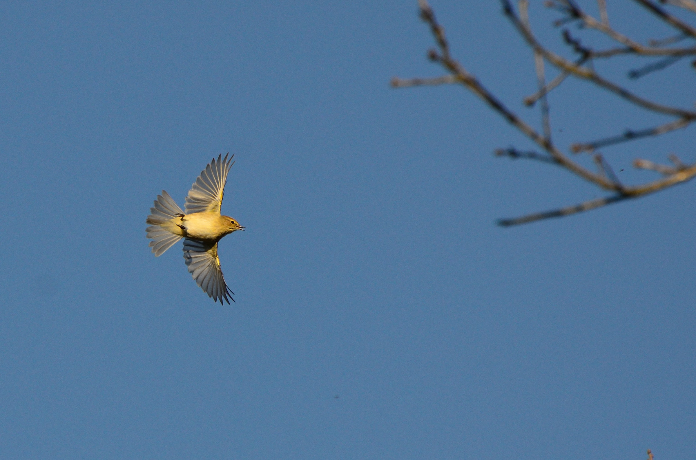 Fly...