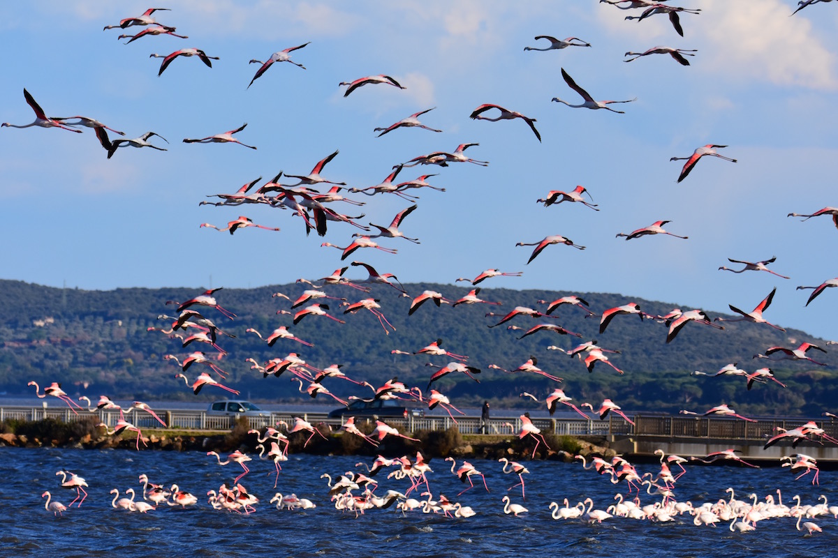 Flamingos Orbetello...