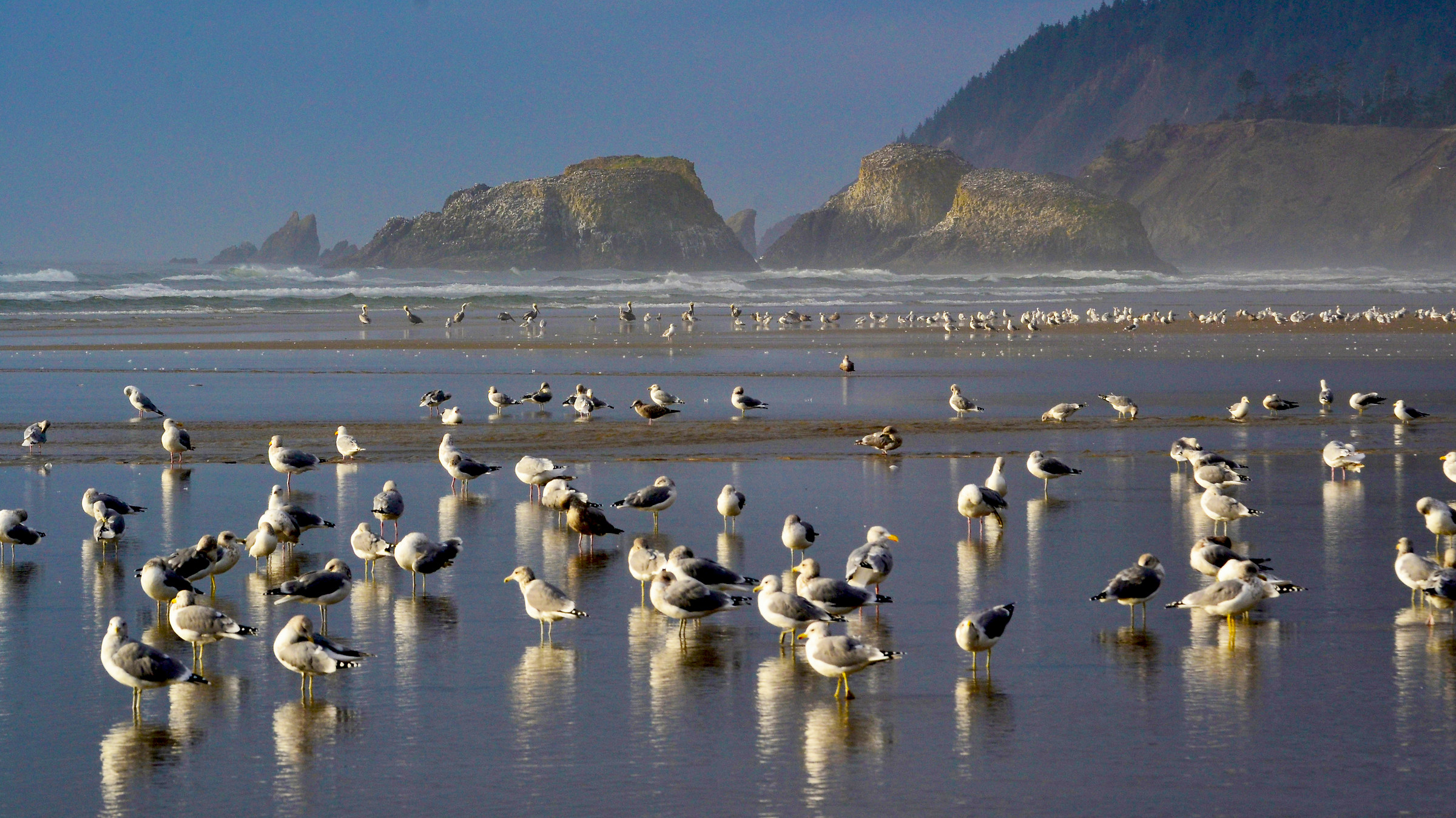 Seagulls in Pacific Ocean...
