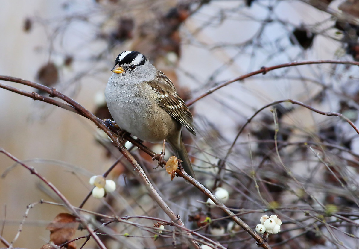 Winter Fare...