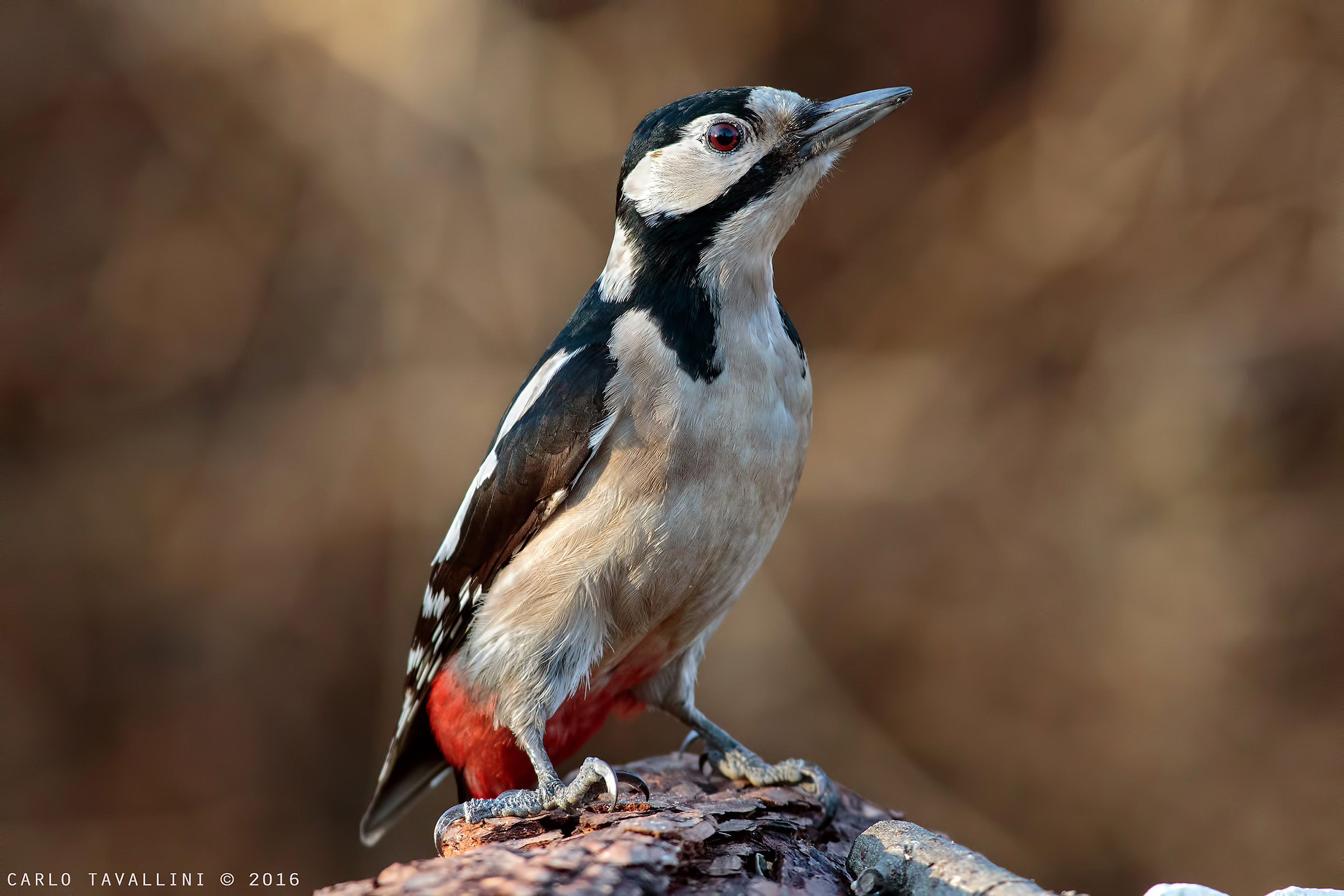 Woodpecker (f)...