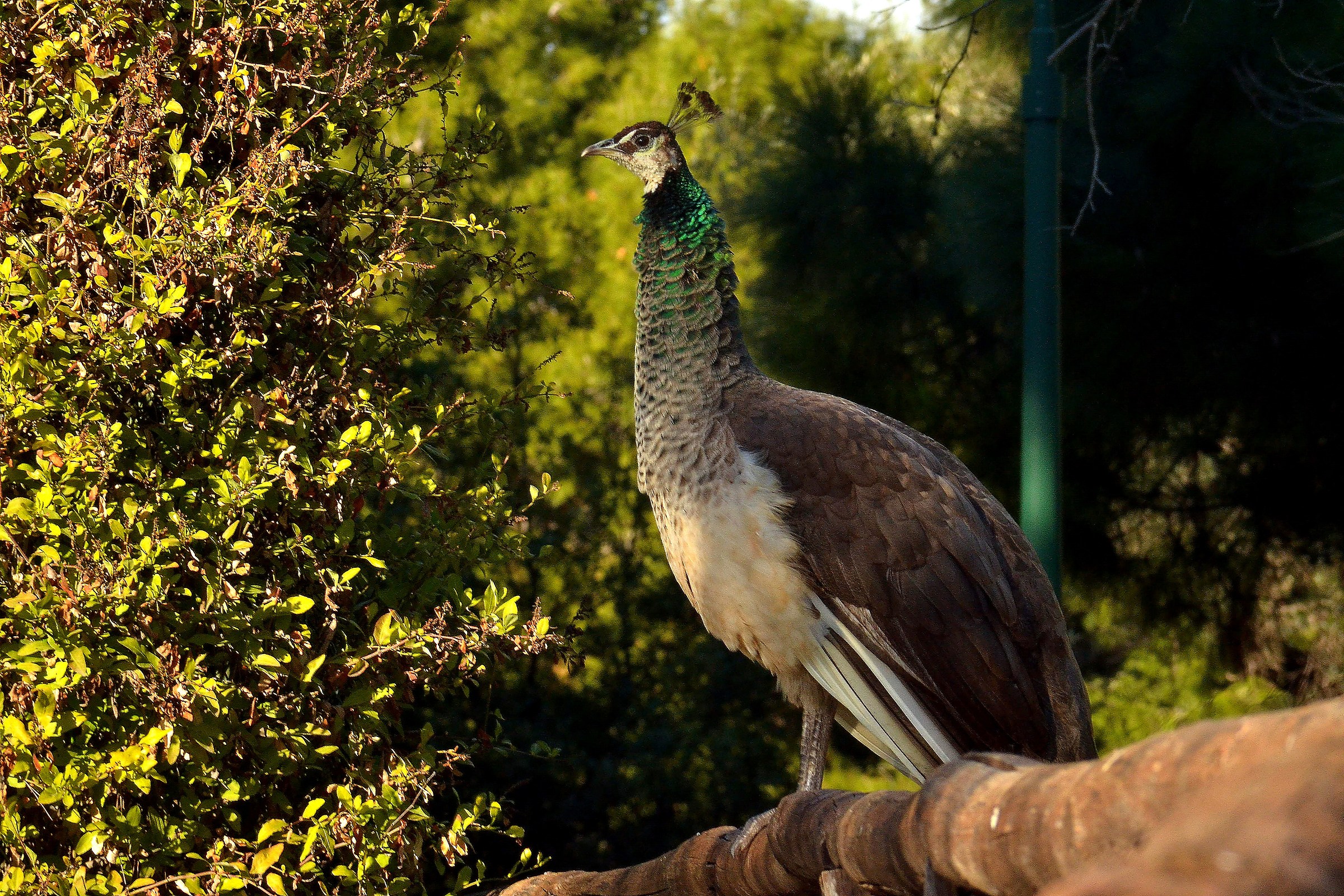 peacock on the fence...
