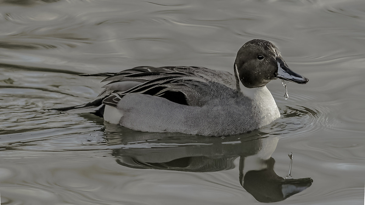 Pintail duck...
