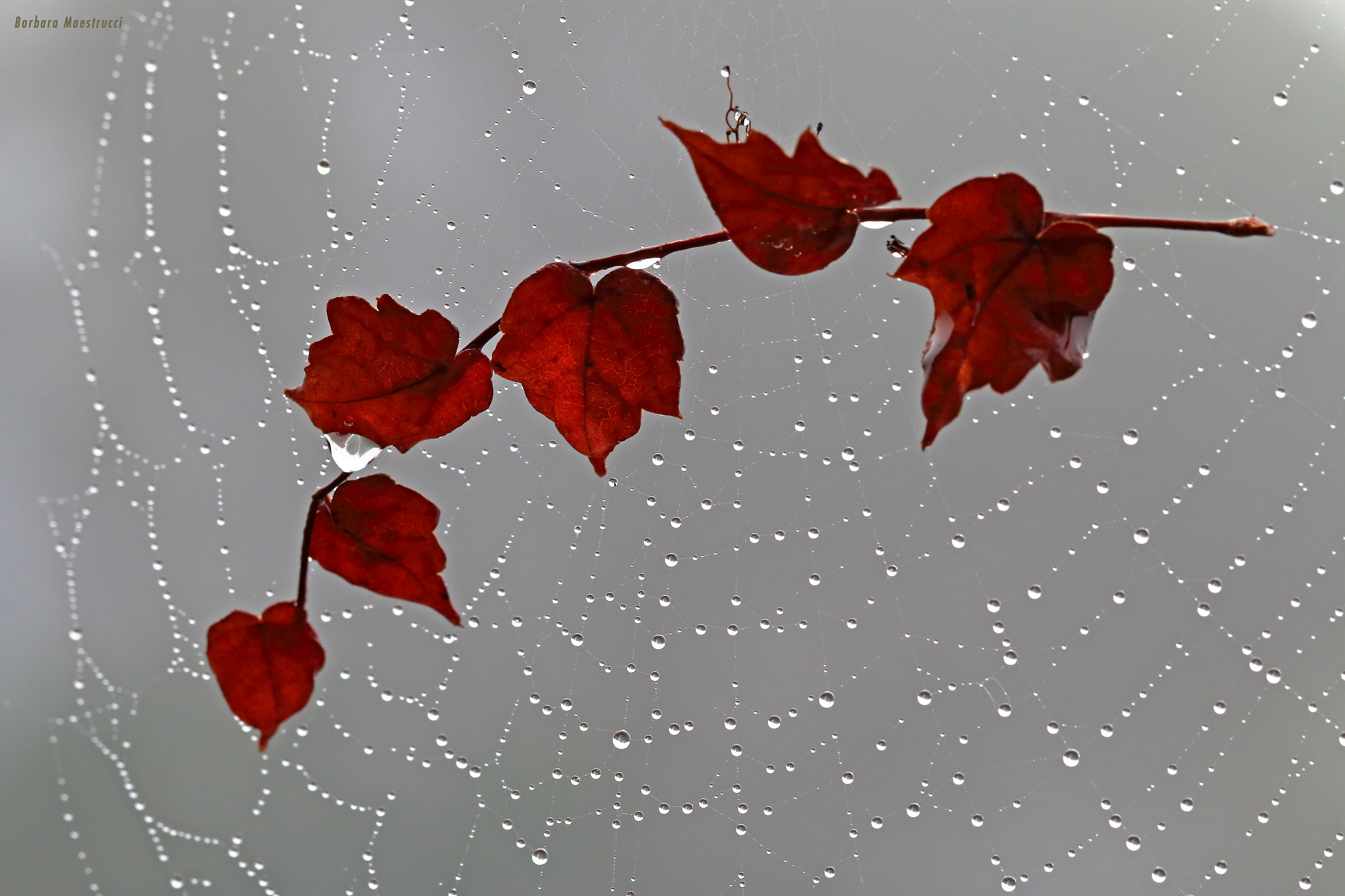 Dew...