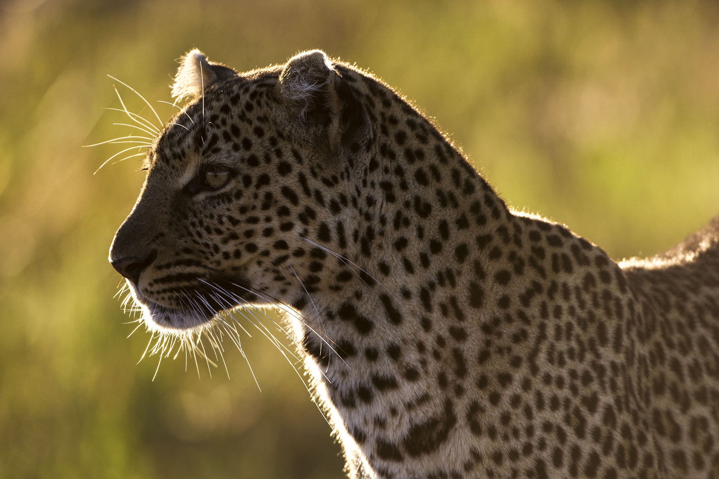 Portrait of a Leopard...