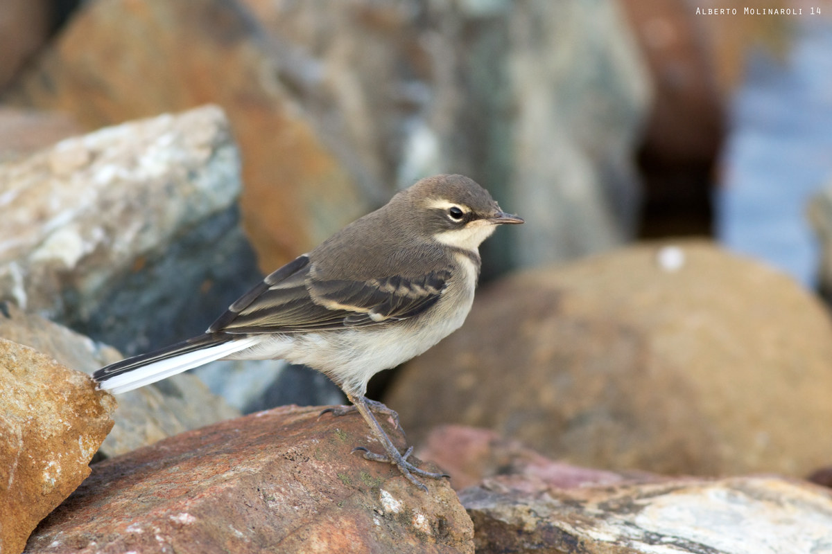 Young white wagtail (?)...