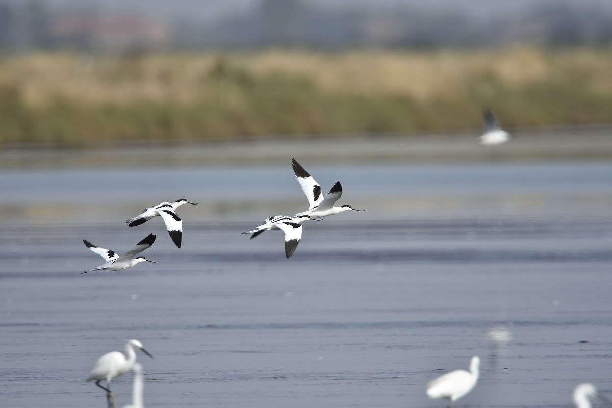 Avocets in flight...