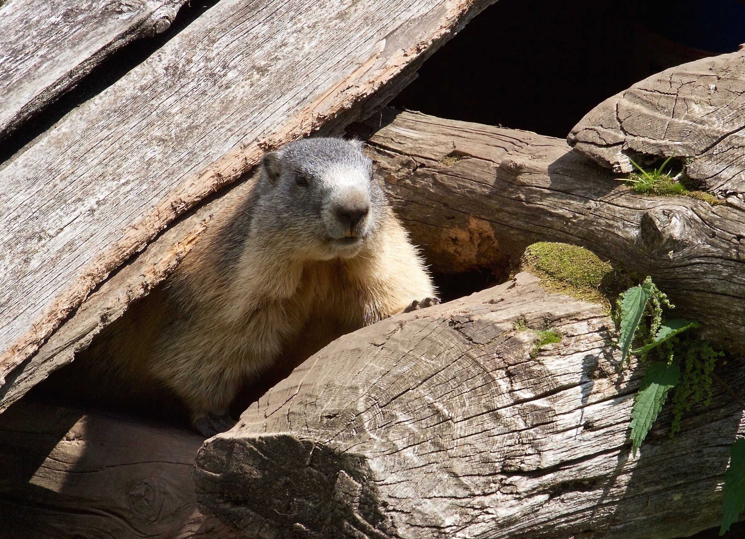 Marmot at Fanes...