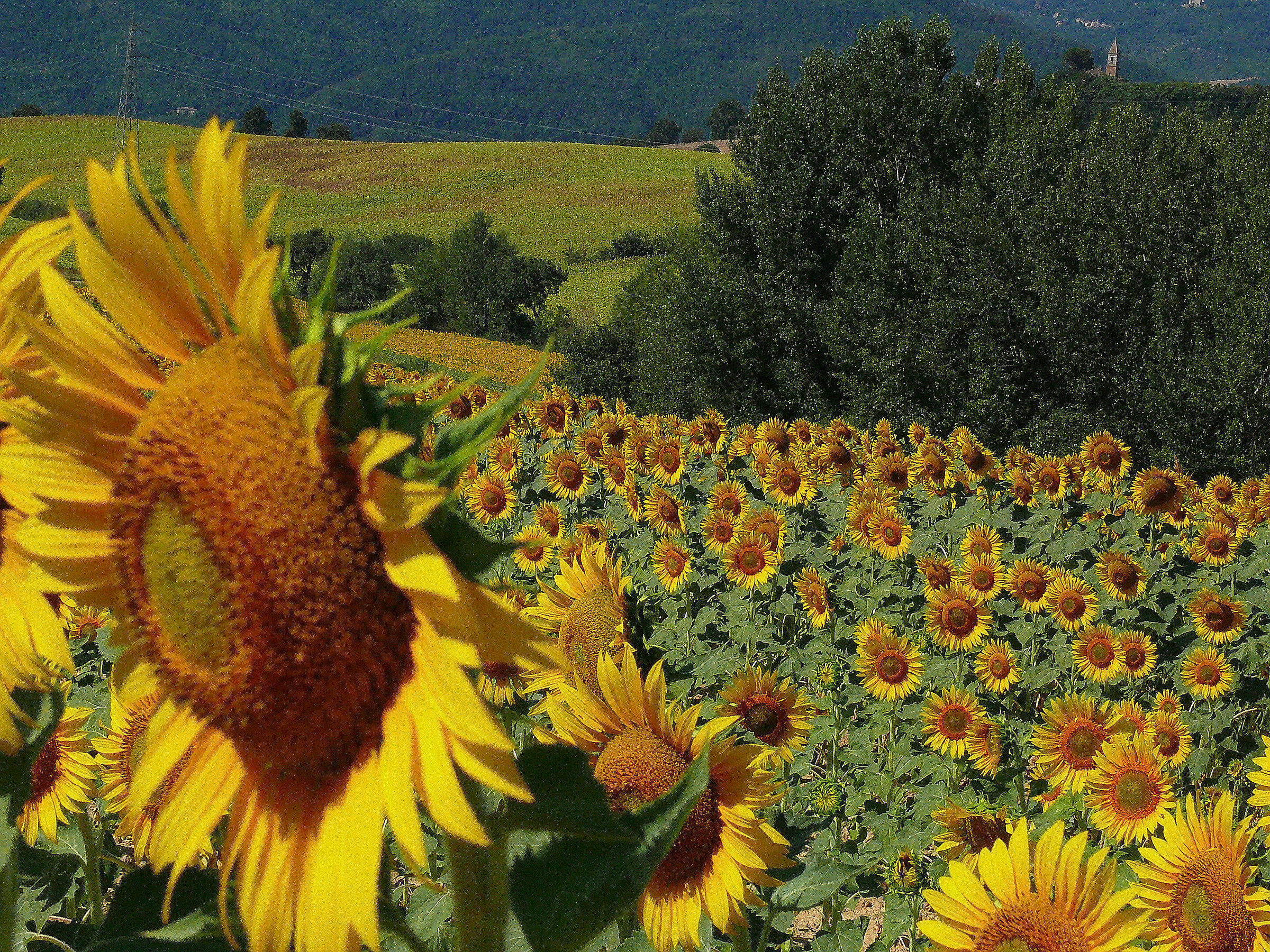 Umbrian landscape 2...