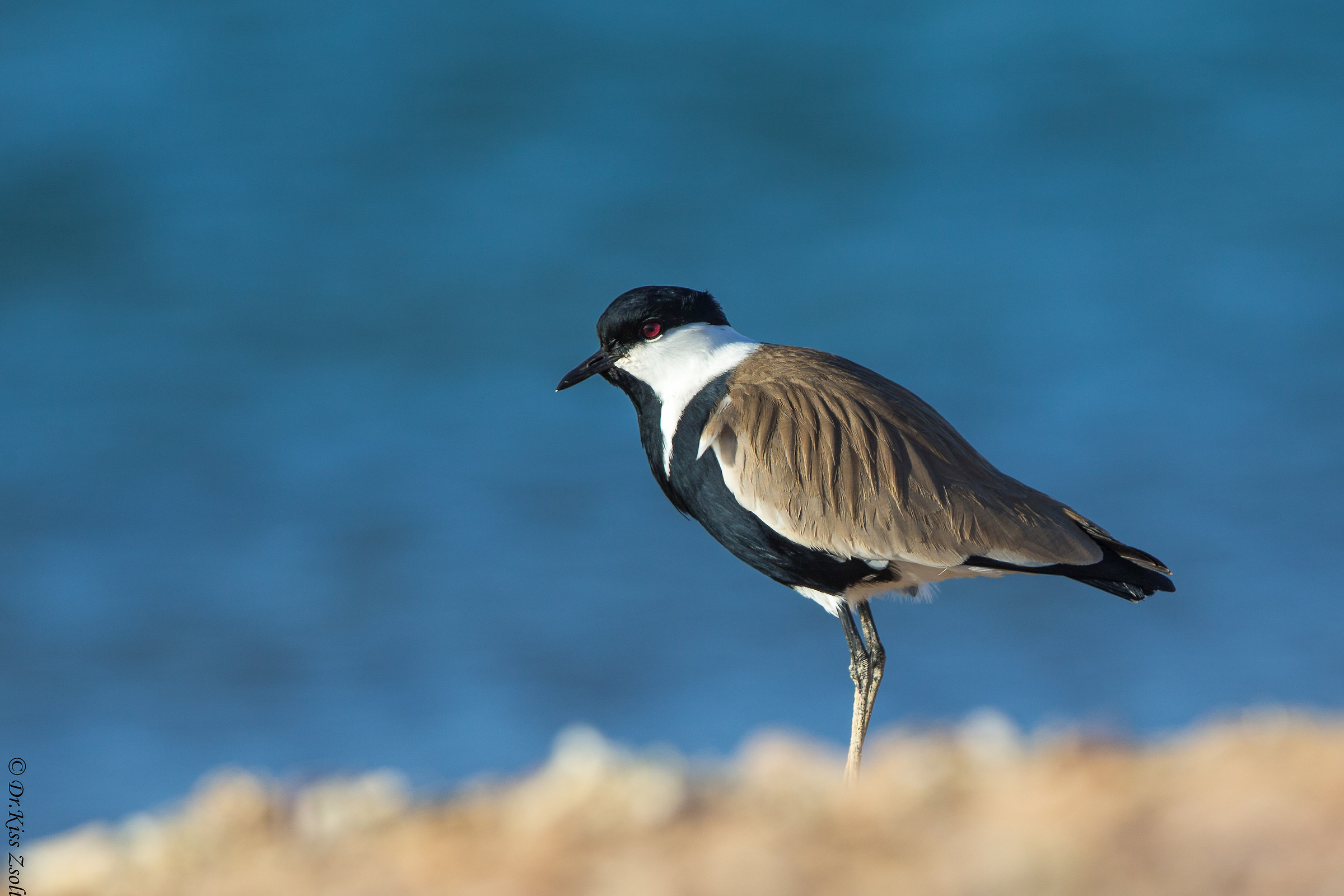 Spur-winged lapwing...