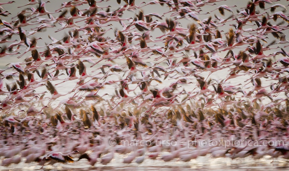 Lesser Flamingos in volo...
