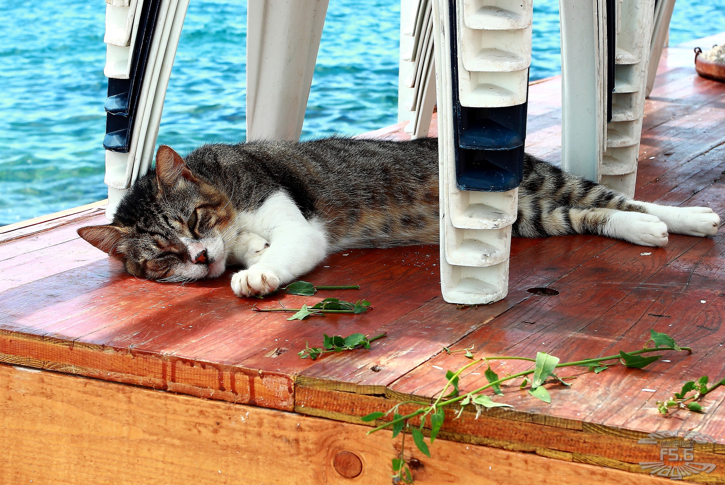 Che bello dormire...