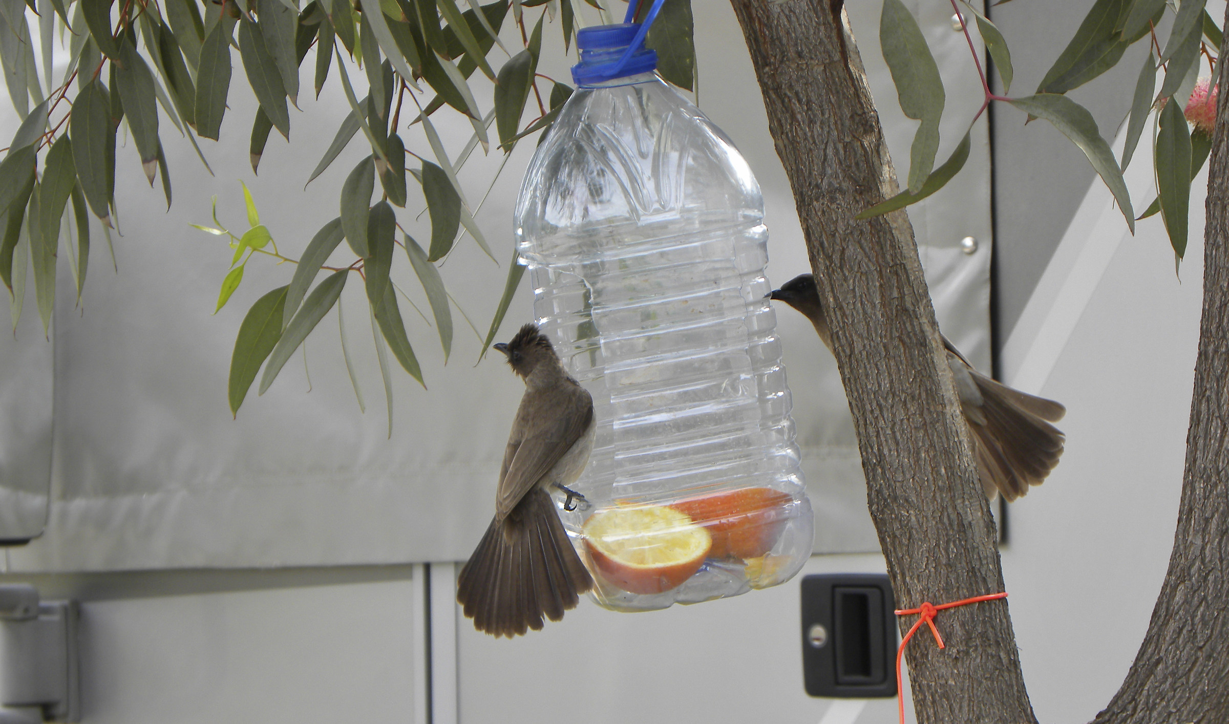 Birds gluttons, met at Agadir (Morocco)...