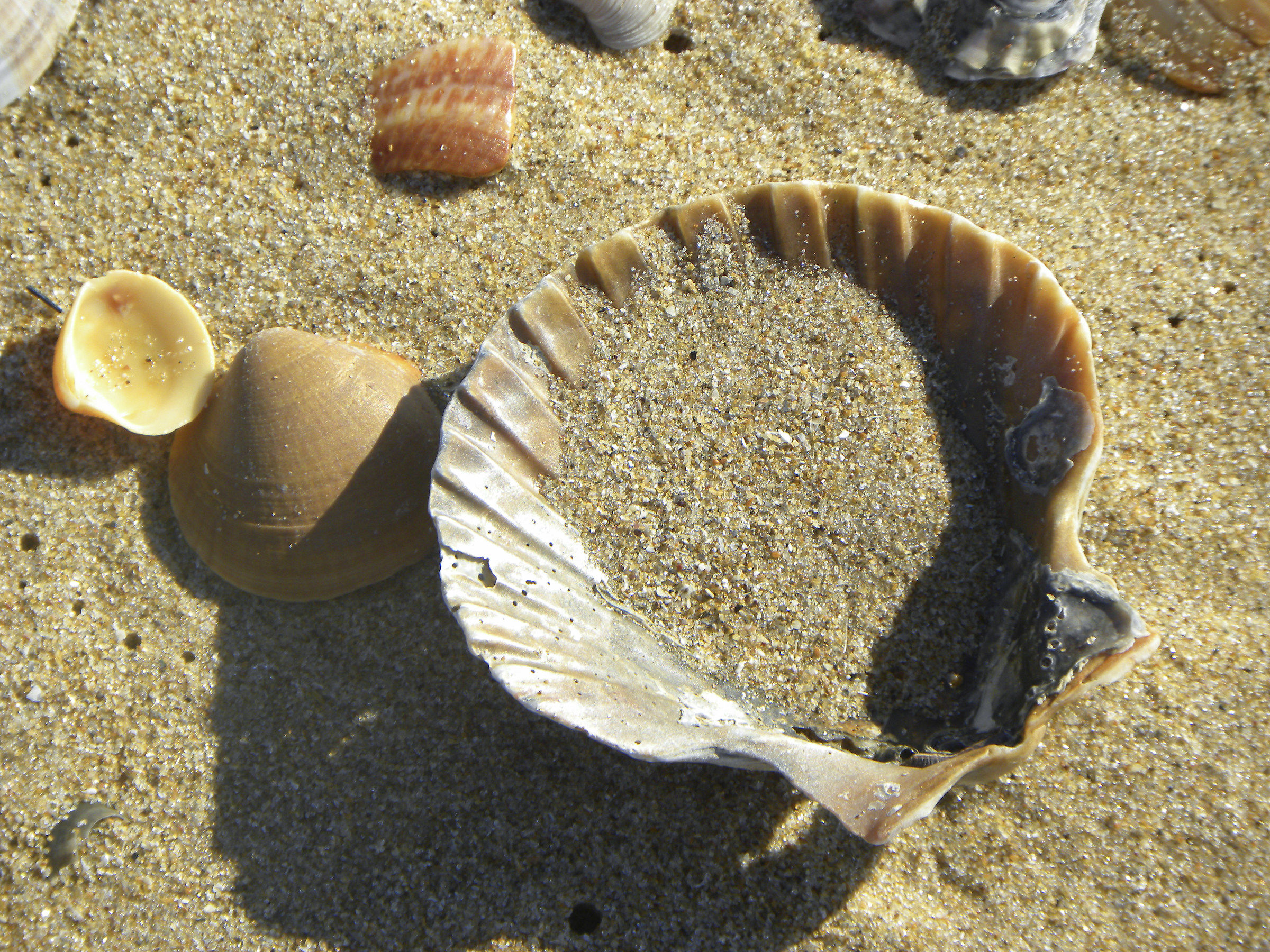 Shells on the beach, met in Andalusia...