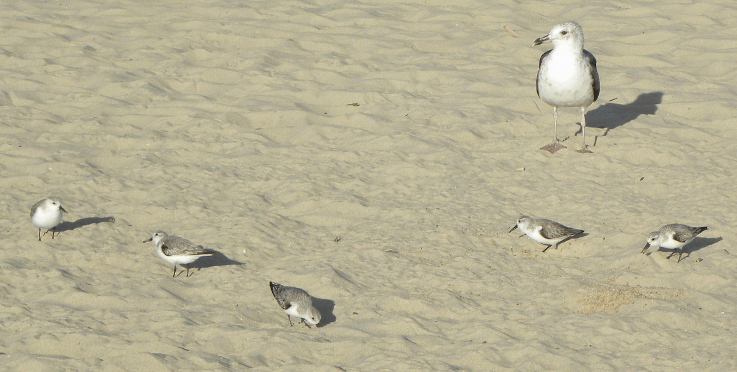 NOT my chicks! Calidris and Seagull (Portug.)...