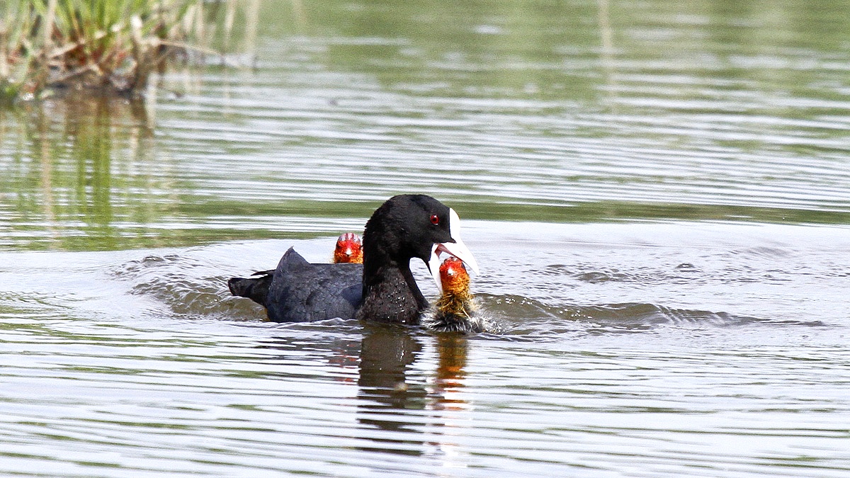 Mom Coot with chicks...