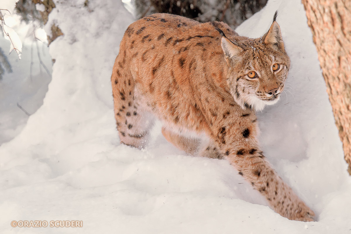 Linx Linx (Bayerischer Wald)...