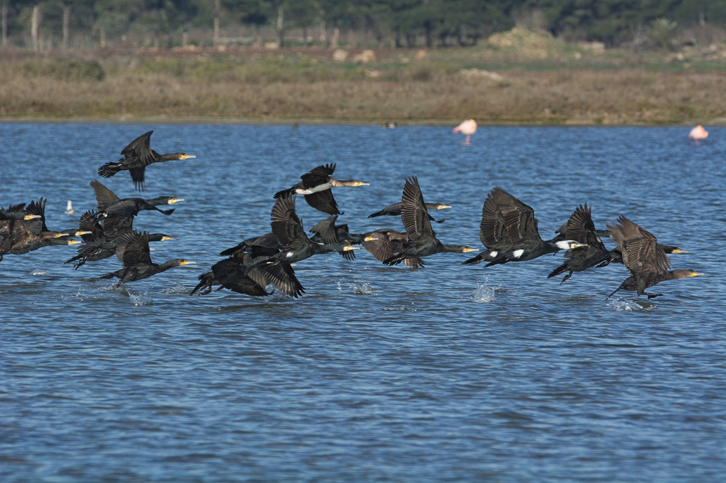 la fuga dei cormorani...