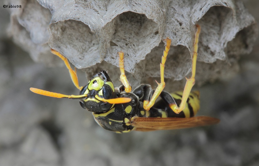 Wasp (Vespidae)...