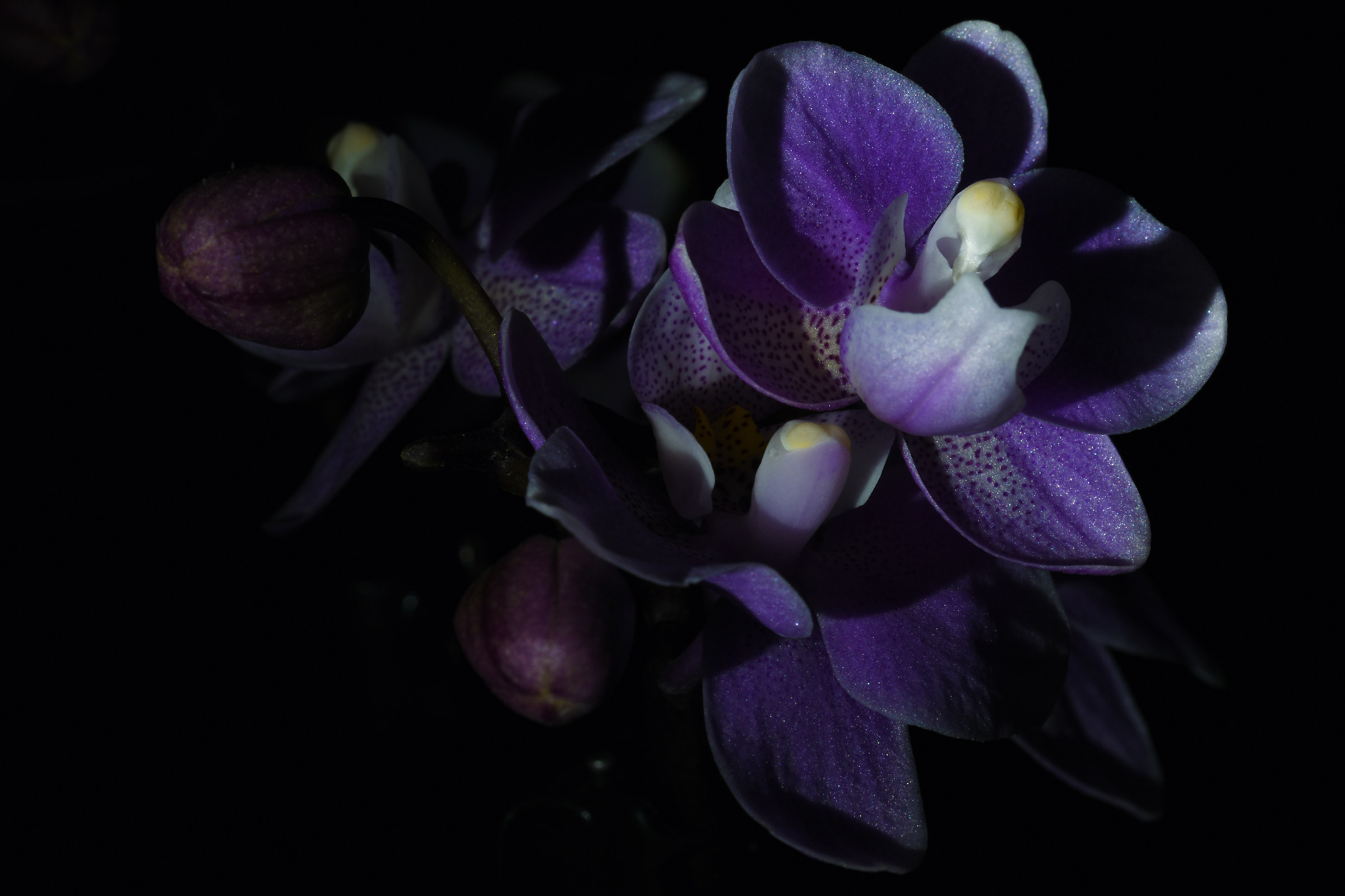 Orchidea Low Key...