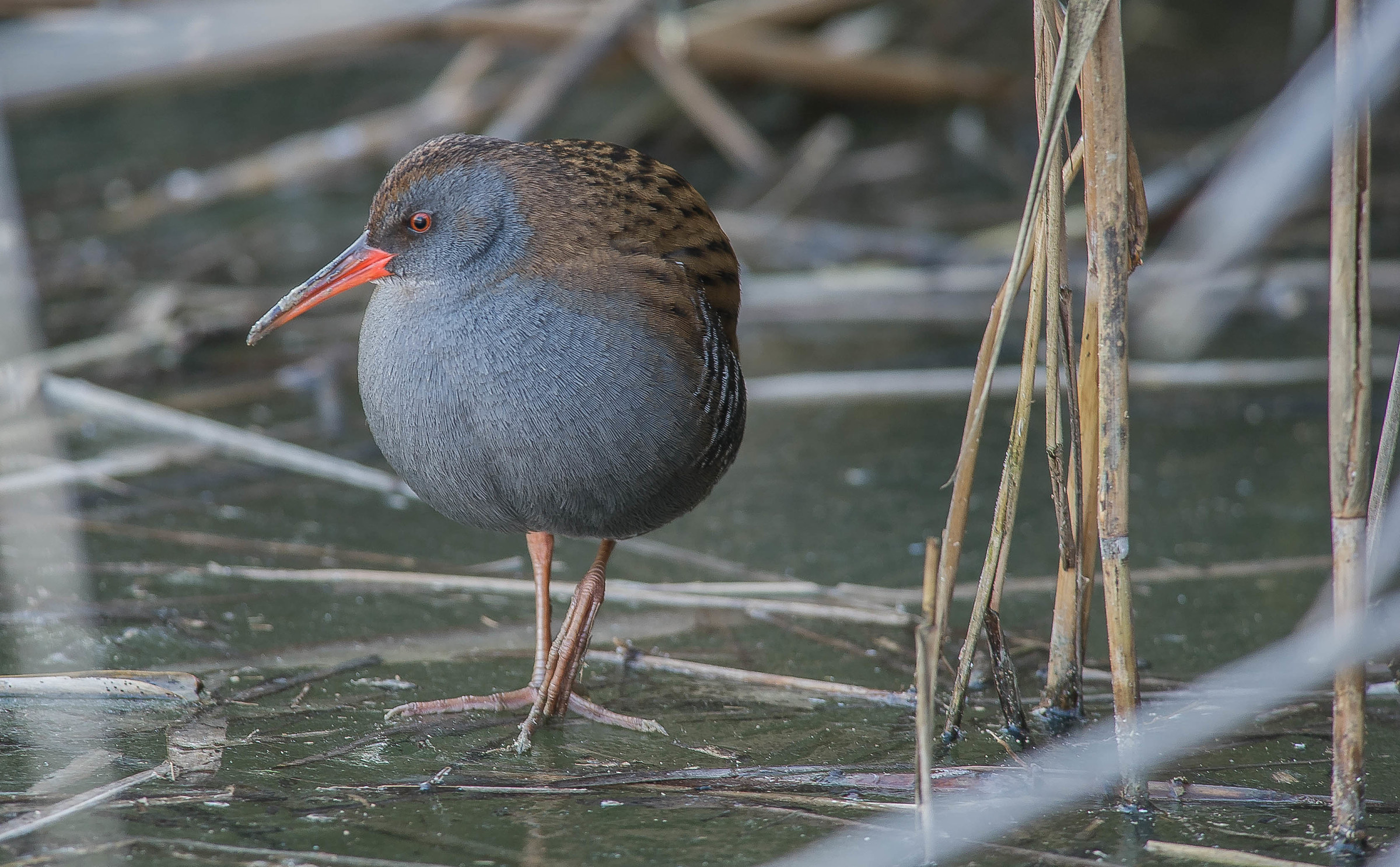 purzàna (Water Rail)...