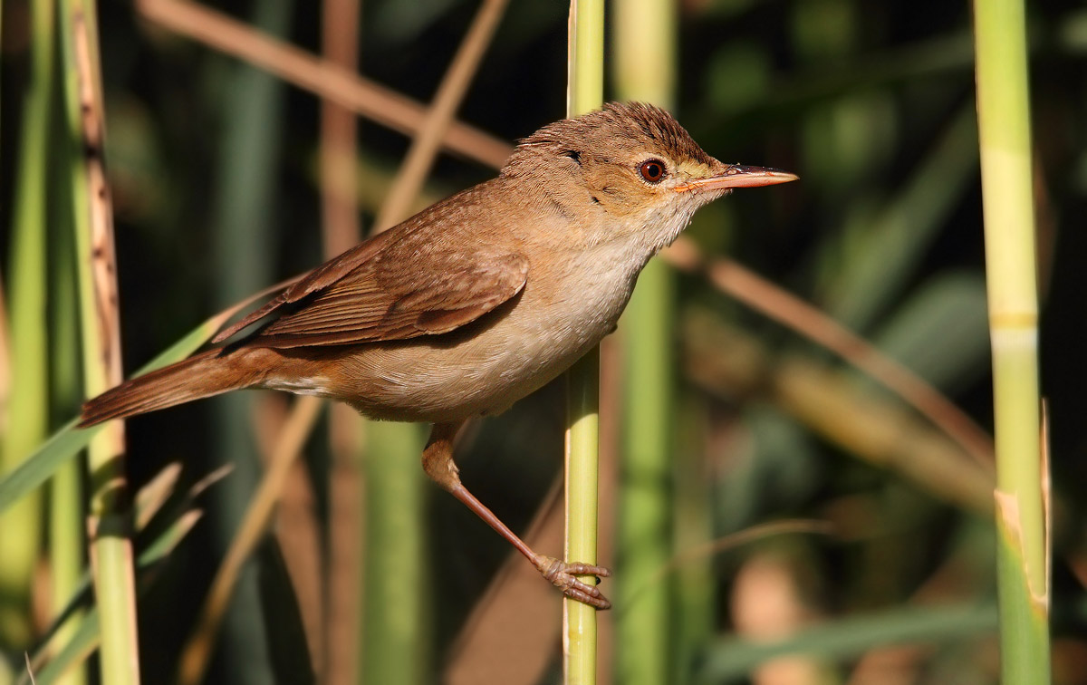 reed warbler...