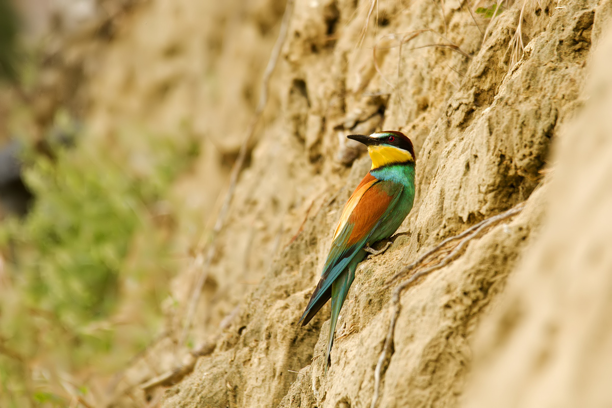 my first bee-eater...