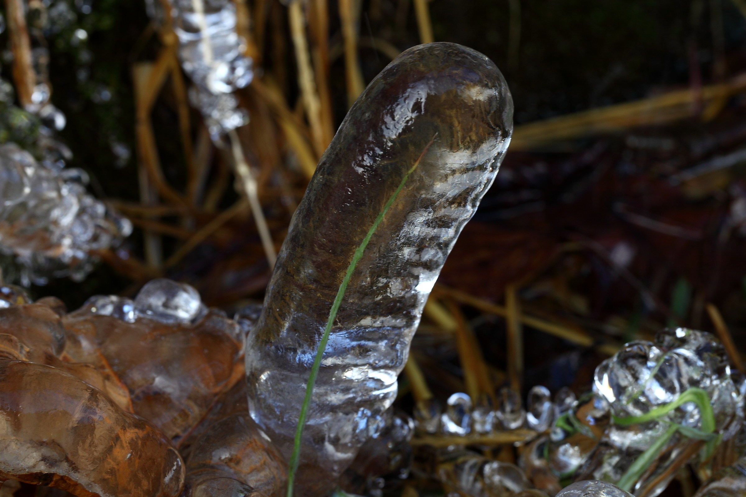 Flora ice 1...