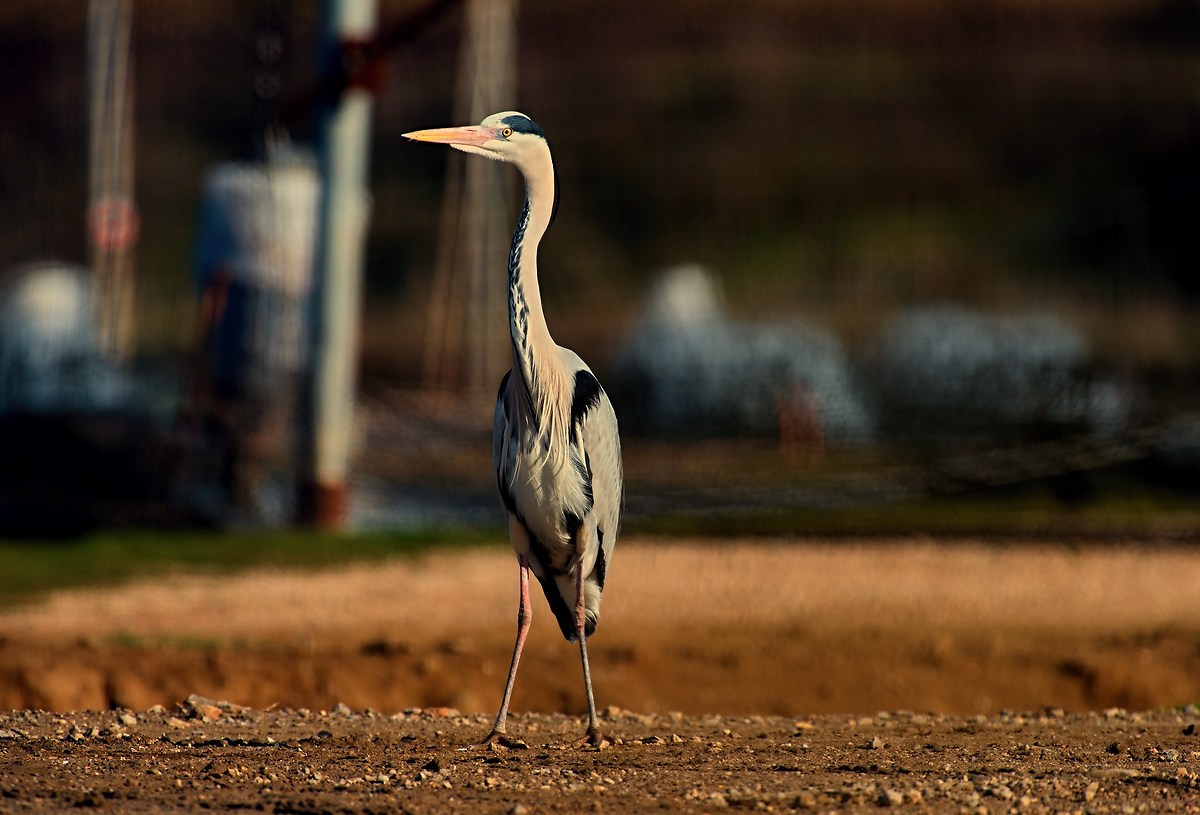 Il Guardiano...