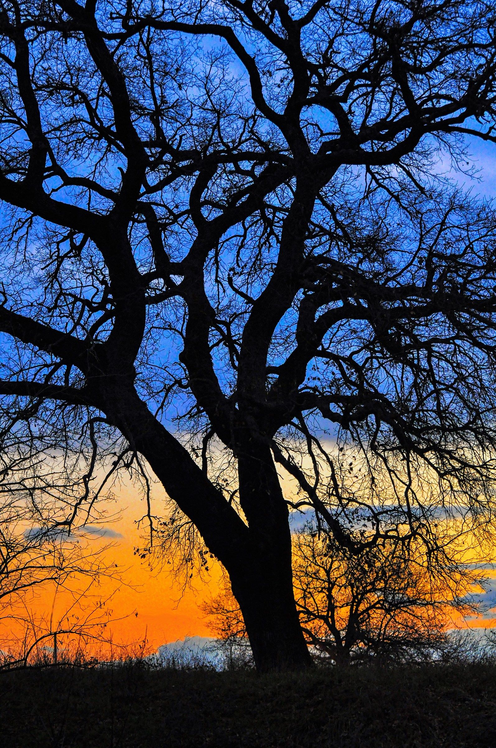 The big oak tree...