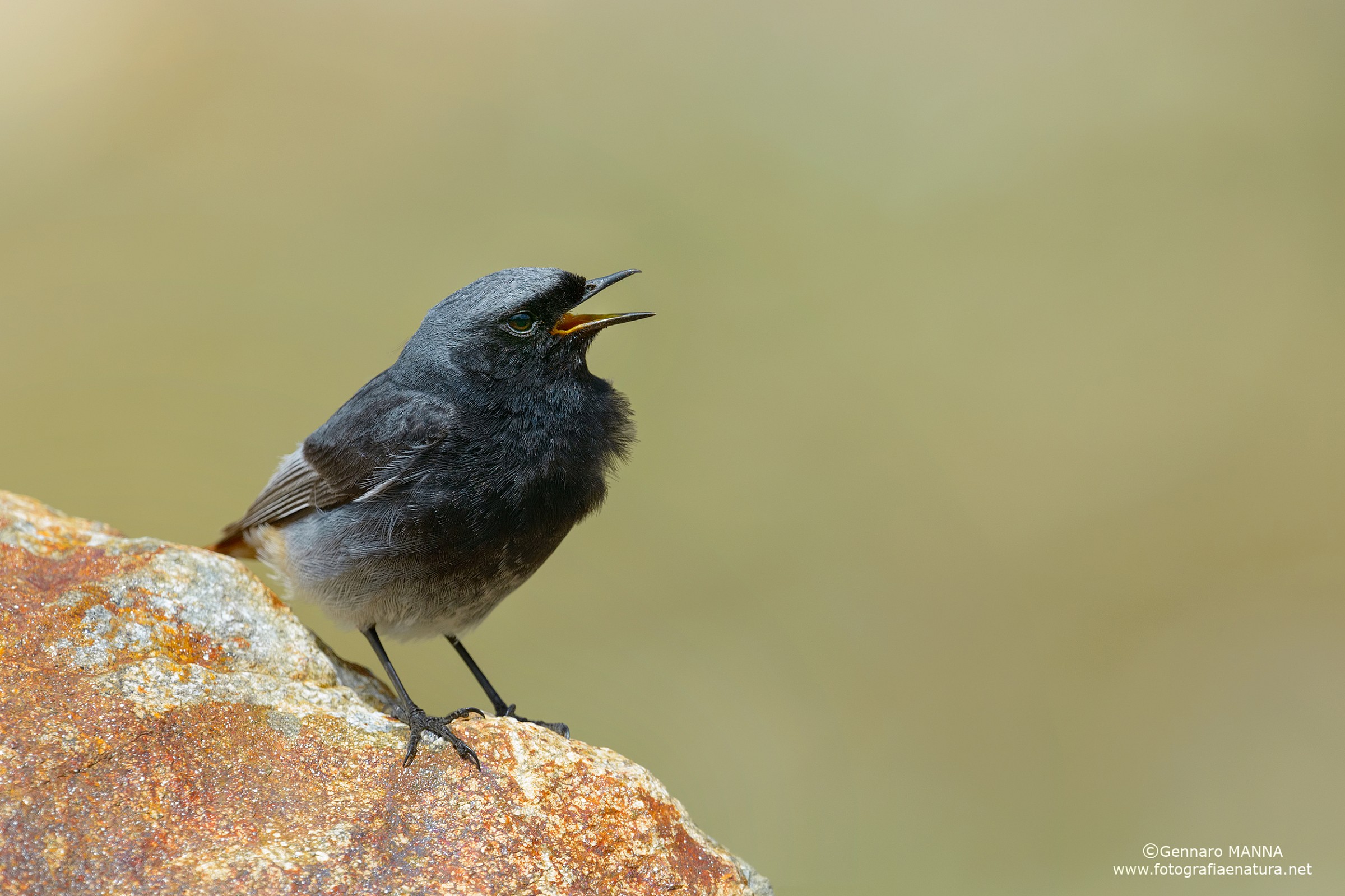 Black Redstart...