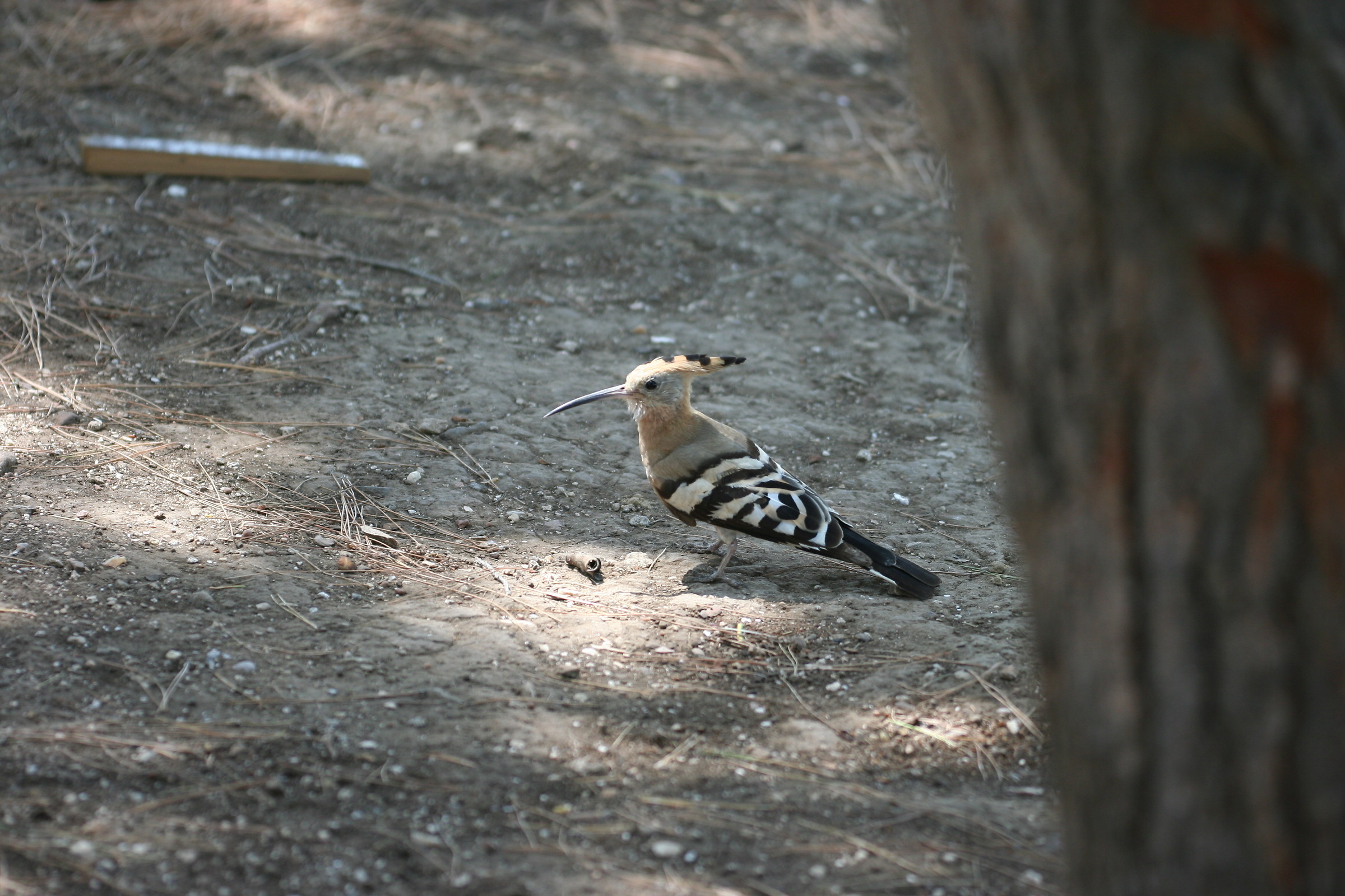 Hoopoe that does not go away ......
