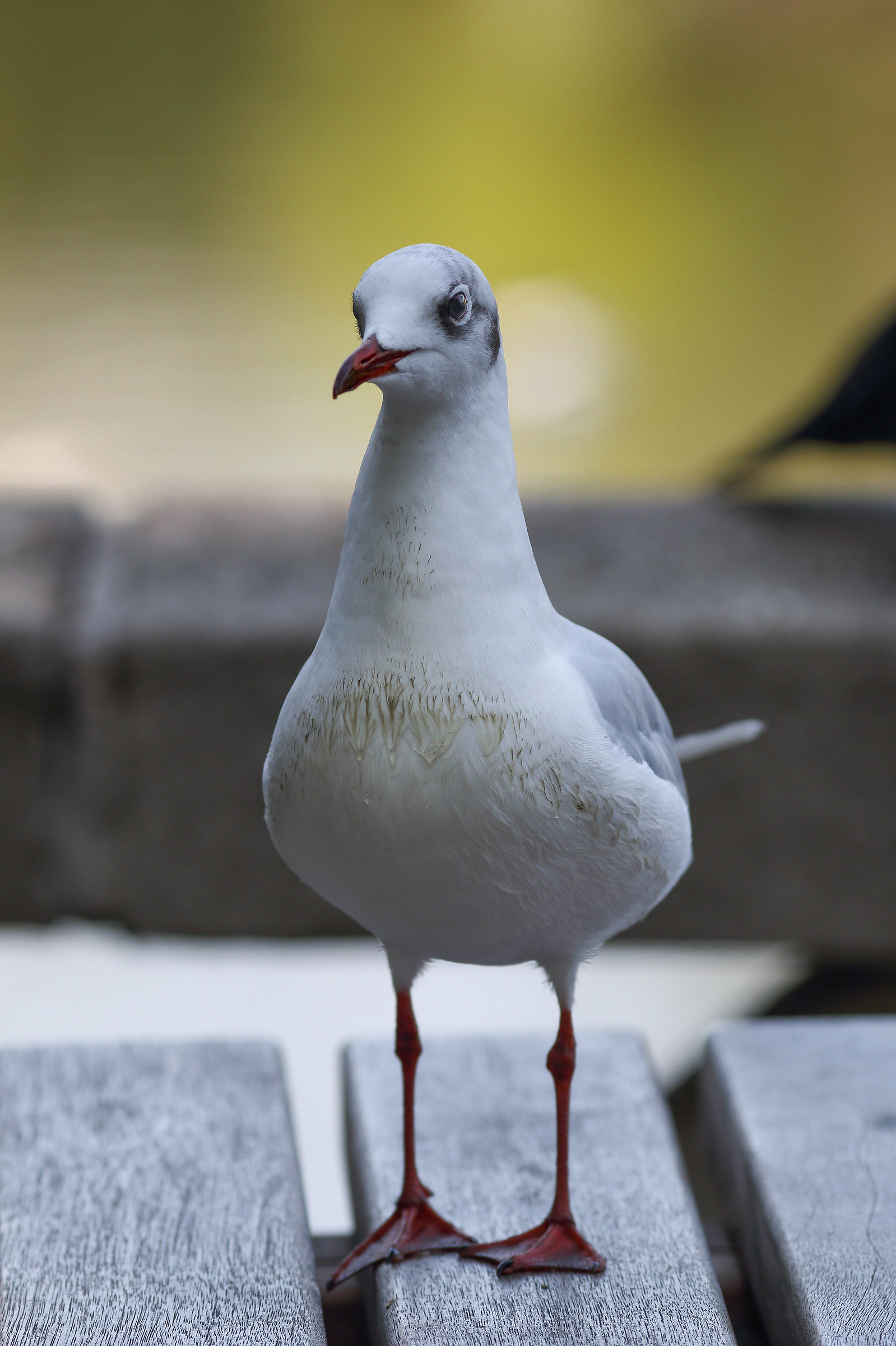 Seagull Corallino...