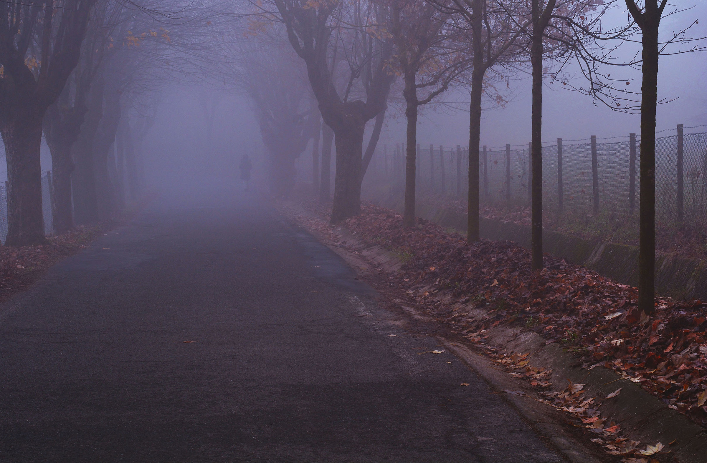A walk in the fog...