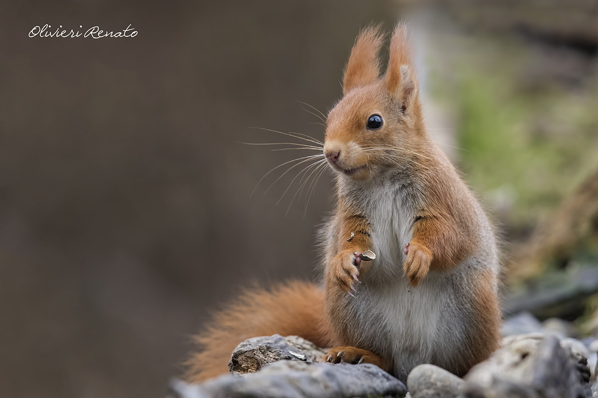 Red Squirrel (Sciurus vulgaris)...