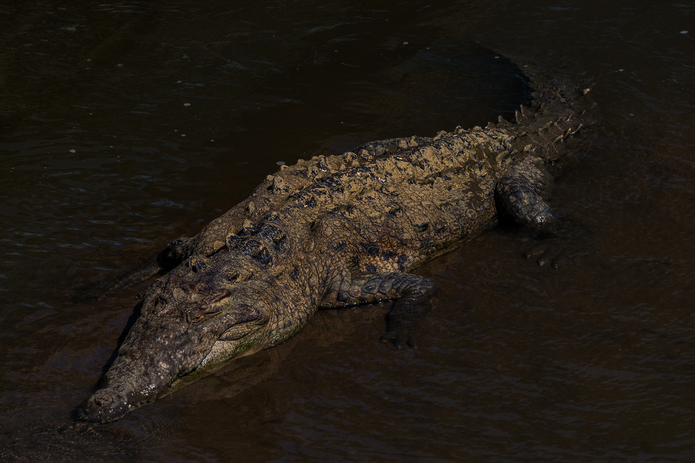 Wild crocodile...