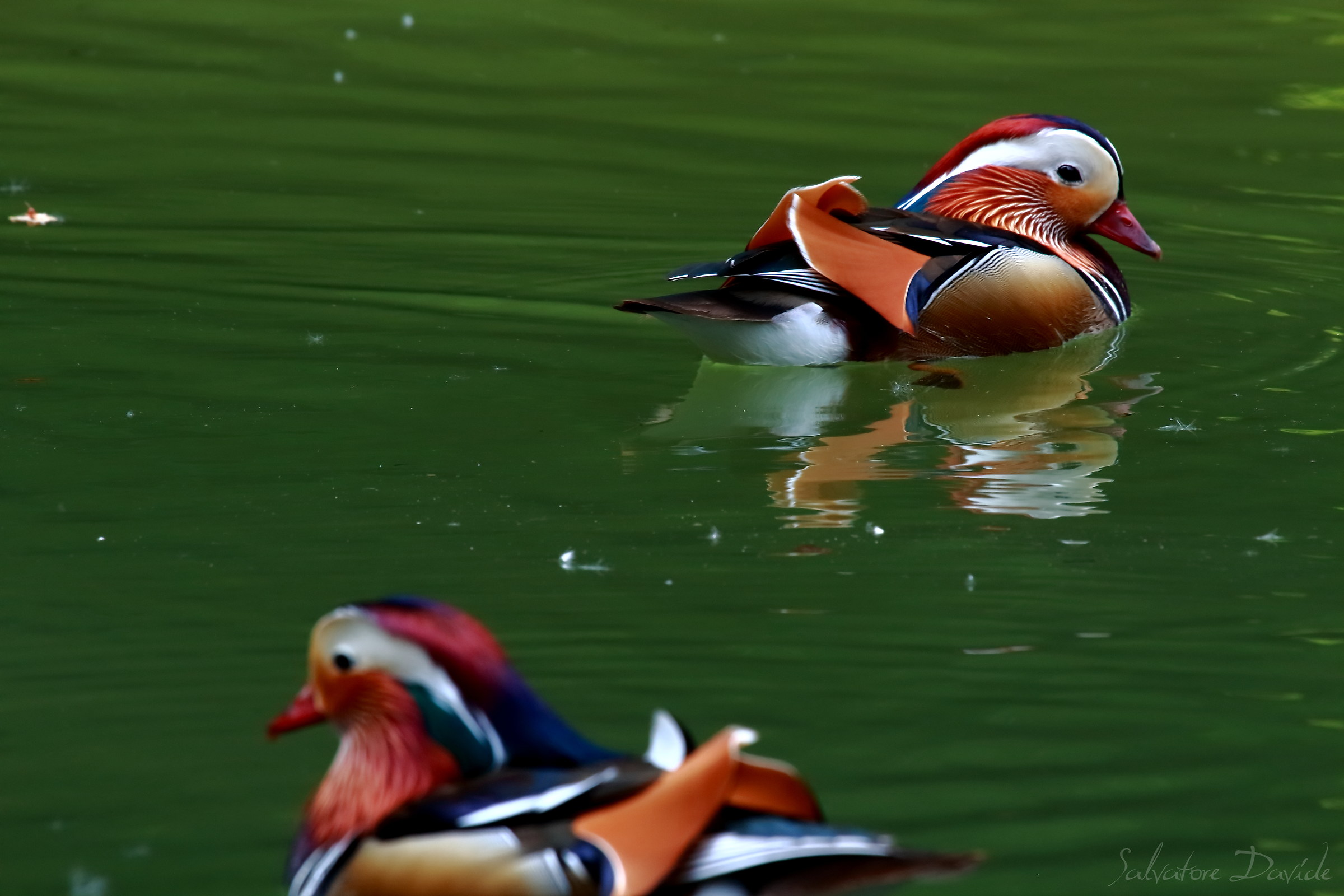 Mandarin duck (mandarin duck)...