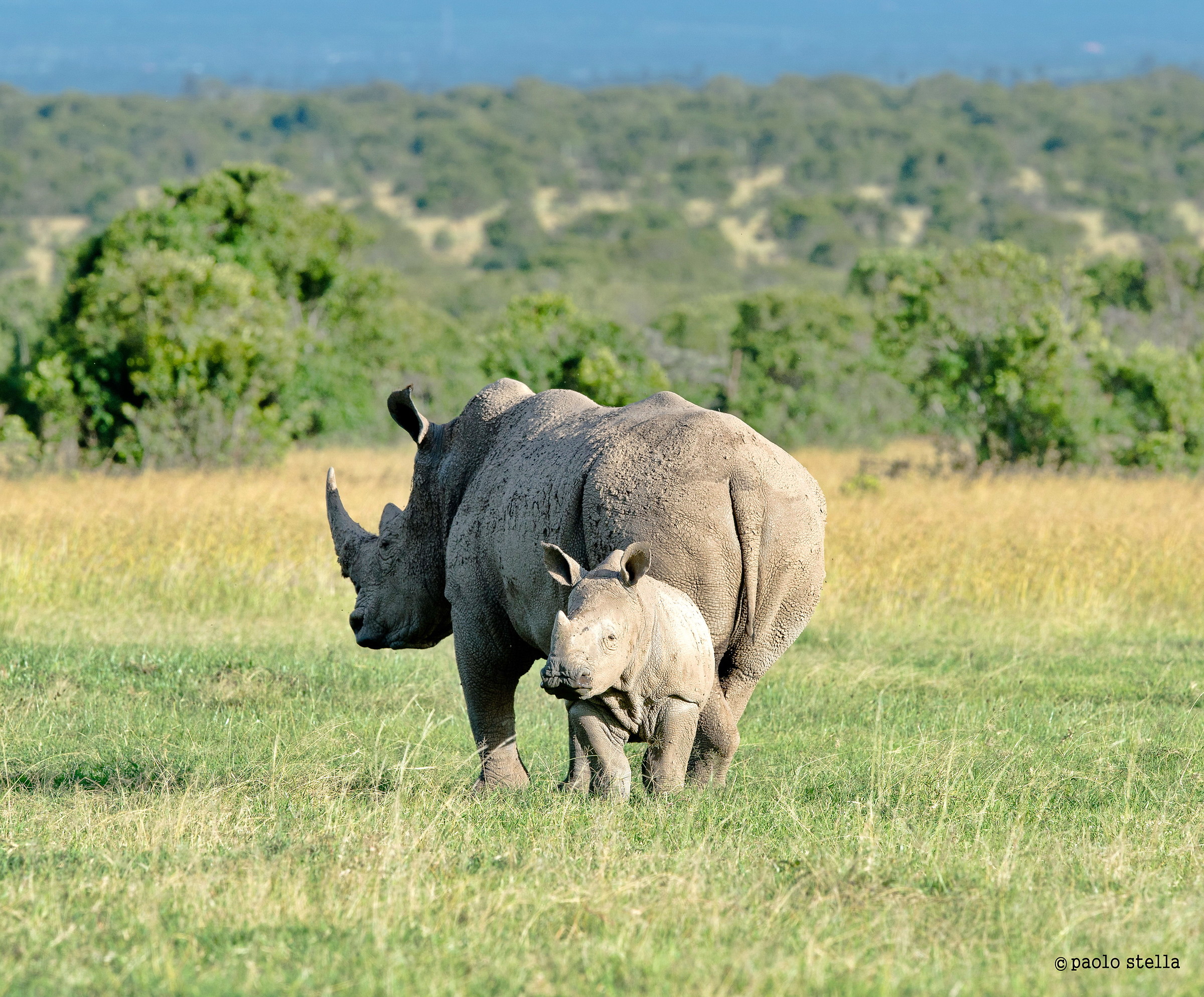Southern white rhinoceros...