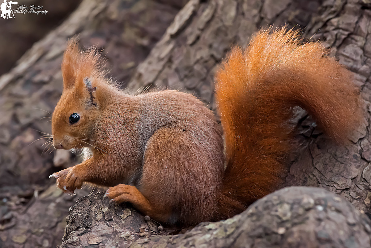 Red Squirrel ......