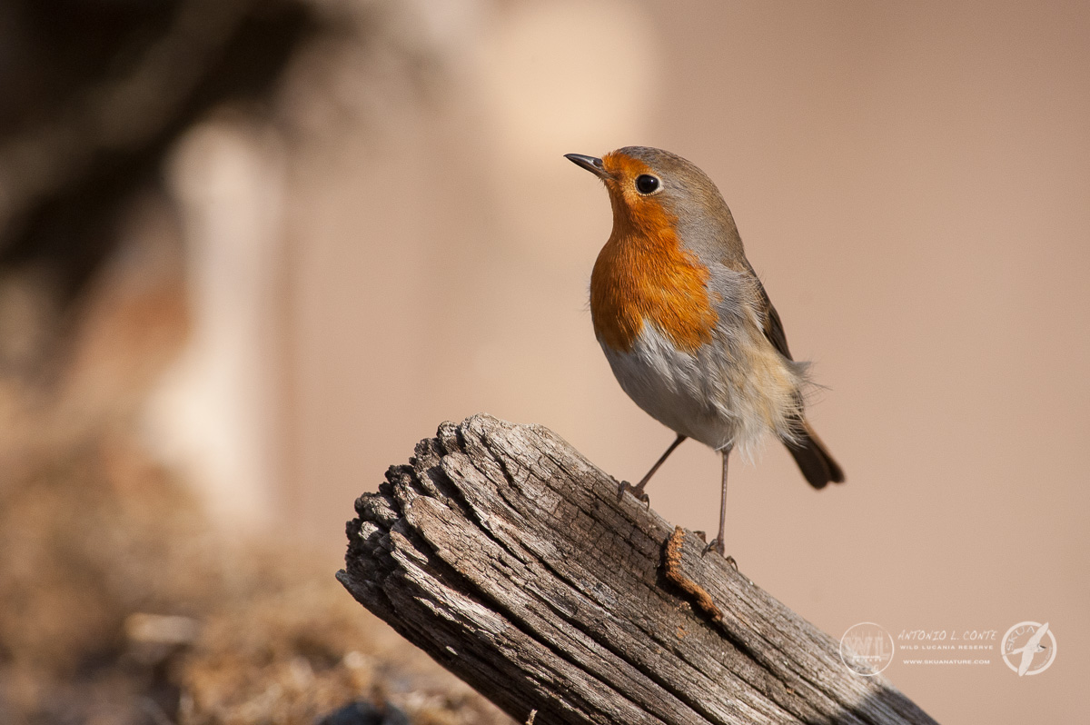Robin 2...