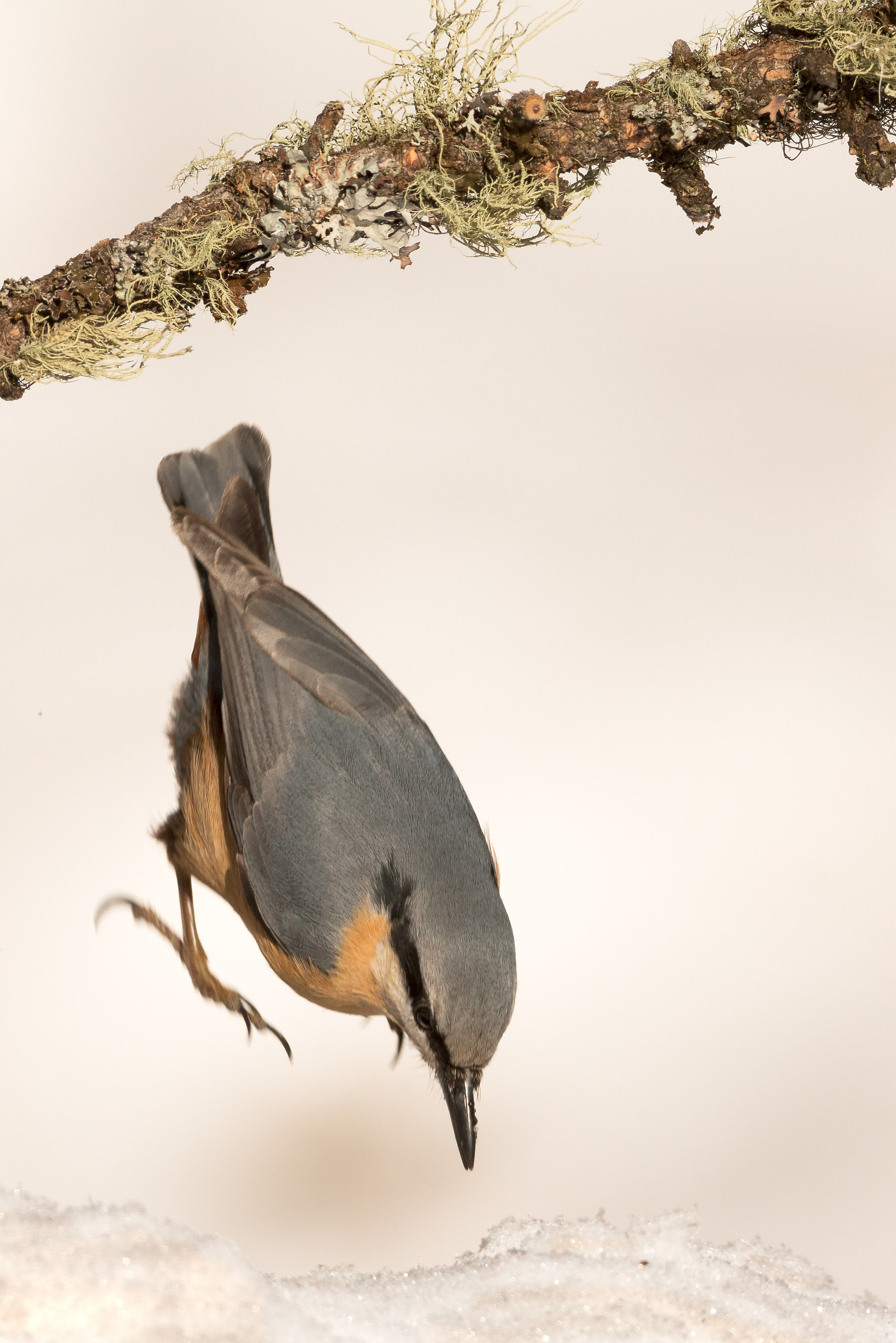 jumping nuthatch...