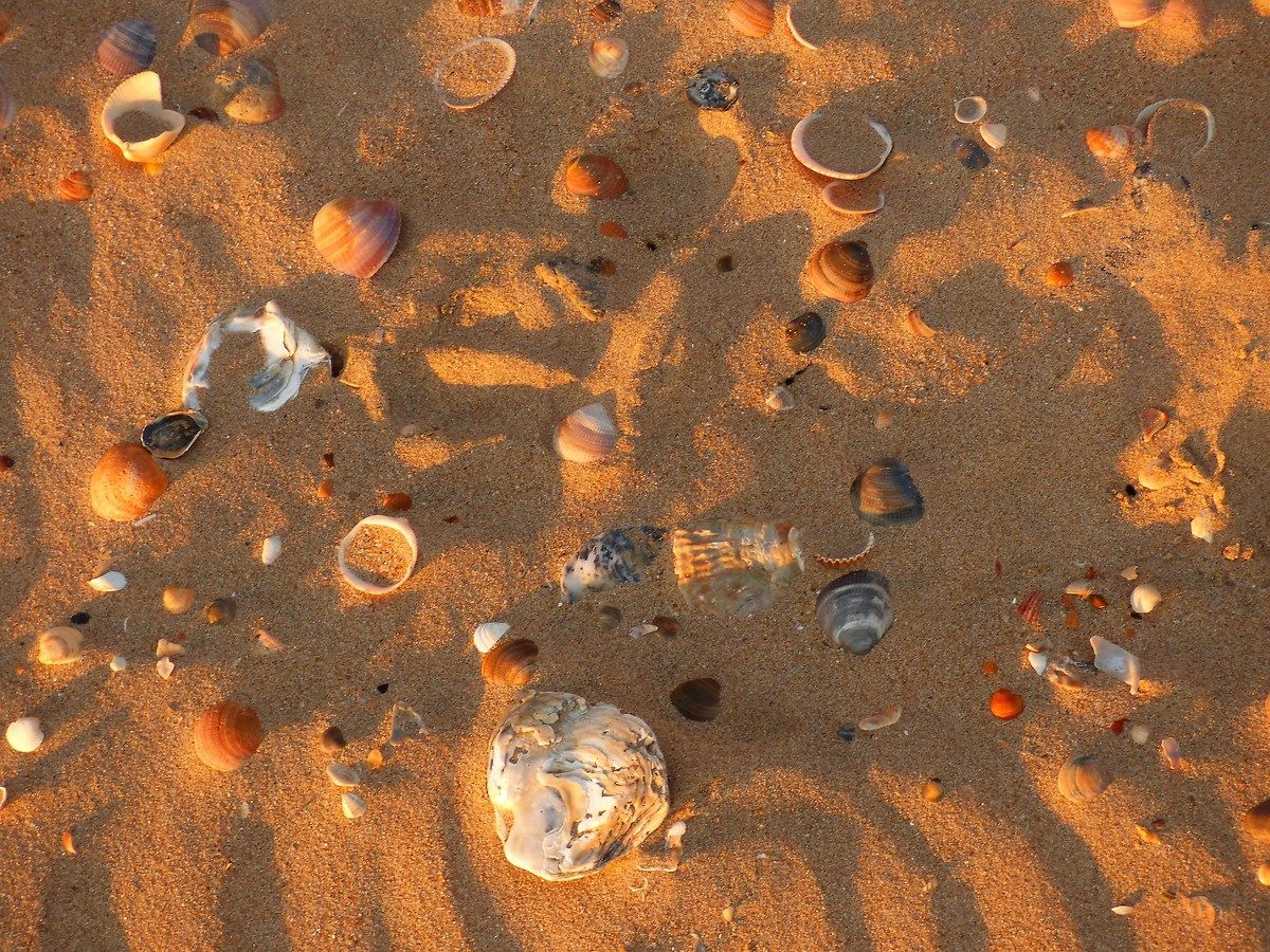Shells on the beach, Mazagon / Andalusia...
