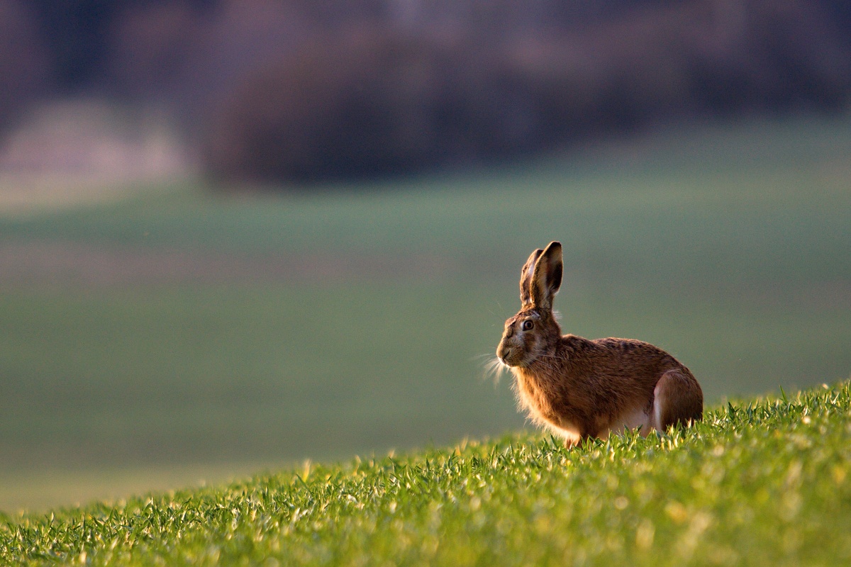 Sunny evening in the fields...