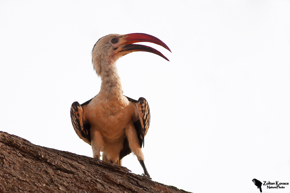 Red-billed Hornbill (Tockus erythrorhynchus)...